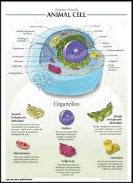 Poster Style Description On Animal Cell Organelles Animal