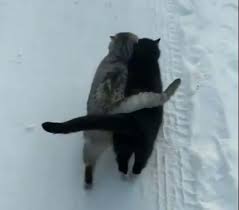 I gattini sono amici e fanno lunghe passeggiate abbracciati nella neve