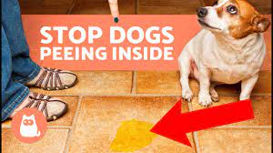 how to stop your dog ing at home