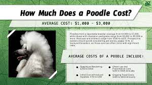 poodle s in 2024 purchase cost