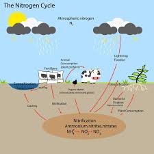 ciclo del nitrógeno imágenes de stock