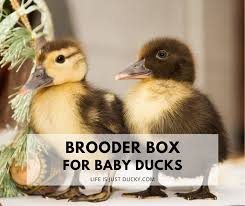 Setting Up A Brooder Box For Baby Ducks