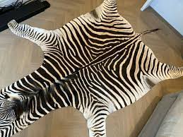 new south african zebra skin hide ebay