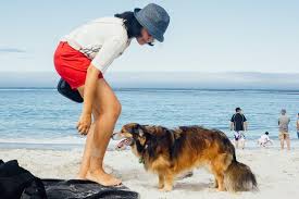 top dog friendly beaches in california