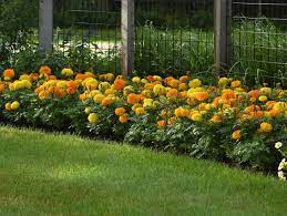 how to plant and grow marigolds