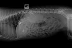 This type of shunt is not seen in puppies but rather in older dogs that have been battling liver issues. New Minimally Invasive Treatment For Abnormal Shunt Vessels