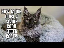 how much does a maine kitten cost