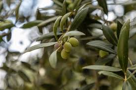 How To Grow Care For Olive Trees