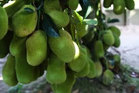 21 Profitable Fruit Crops In India Low