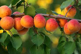 fruit trees the five easiest to grow