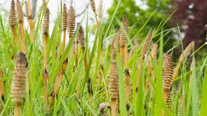 How can i get my dracaena marginata tree to grow 6 feet tall? Horsetail Benefits Uses And Side Effects