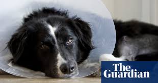 Pet care assistance provides funding for medical care for these animals. The Worst Part Of Being Poor Watching Your Dog Die When You Can T Afford To Help Life And Style The Guardian