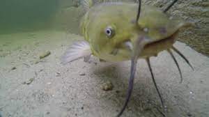 bullhead catfish in long lake maine