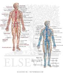 Label the major blood vessels of the pulmonary and systemic circulations. Major Arteries Pulse Points And Veins