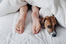 why dogs sleep with their s facing you