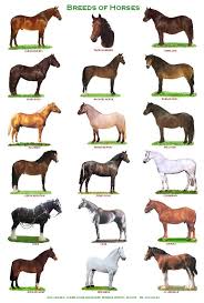 A4 Laminated Posters Horses Goats And Pigs Horses Horse