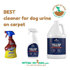 cleaner solution for dog urine on carpet