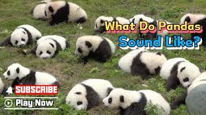 what do pandas sound like ipanda