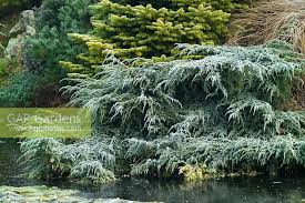 juniperus squamata stock photo by