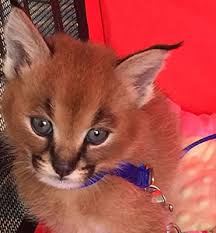 Beautiful african caracal kittens available. Caracals For Sale