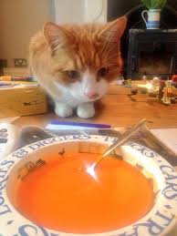Image result for cat eating soup