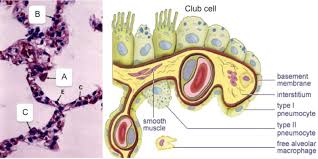 Label Alveoli Diagram Quizlet