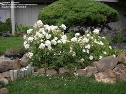 floribunda polyantha groundcover rose