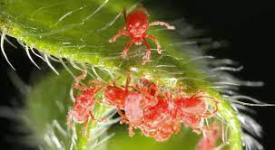 comment lutter contre l araignée rouge