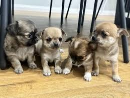 long hair chihuahua dogs puppies