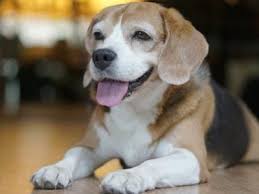 pocket beagle dog breed complete guide