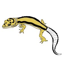 bold striped leopard gecko morph gecko