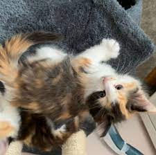 If they do not currently have free cats available for adoption, they will certainly be able to point you in the right direction. Free Cats And Kittens For Adoption And Rehoming Near Me Home Facebook