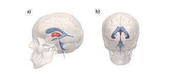 the ventricular system neuroanatomy