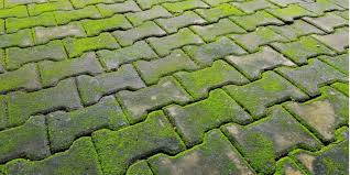 5 Best Moss S For Driveways