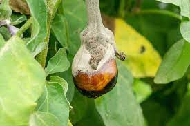 17 Eggplant Insect Pests And Diseases