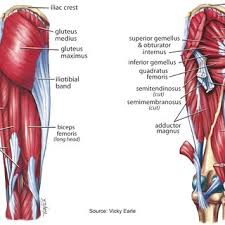 Springing your legs forward gives your abs another challenge while also working the hip flexors. Superficial Left And Deep Right Muscles Around The Hip Download Scientific Diagram
