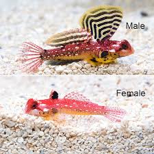 Sw Ruby Red Dragonet Small