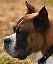 Boxer Dog Ear Cropping Price Age Standards
