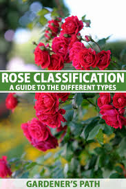 rose clification and the best types