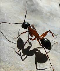 diy ways to get rid of ants natural