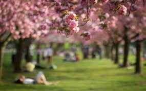 cherry blossoms