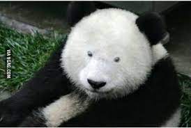 when panda forgot to put on makeup 9