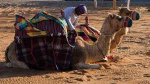 One humped or dromedary camels and two humped bactrian camels have thick lips which let them forage for thorny plants other animals can't eat. Man Lying Desert Sand Photos Free Royalty Free Stock Photos From Dreamstime
