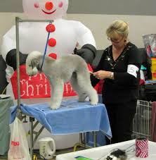 Image result for show type bedlington terriers