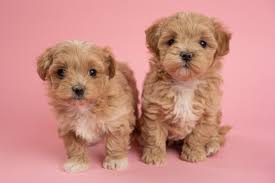 Pawrade connects pawsome people like you with happy, healthy puppies from our respected. Maltipoo Puppies For Sale 10 Year Health Guarantee Obedience Training Optional