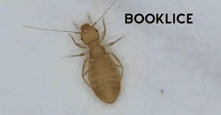 what are booklice a quick guide to