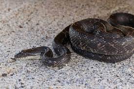 snakes in oklahoma all 48 types of