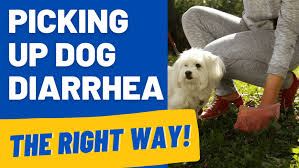 picking up dog diarrhea on gr in