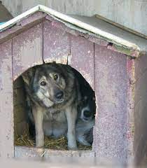 How To Insulate A Doghouse Daily Puppy