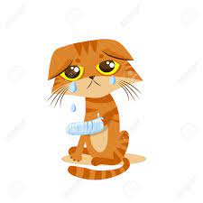 悲しい泣く猫。漫画のベクトル図です。猫のミームを泣いています。猫顔。猫の絵。猫の絵文字を泣いています。猫の涙。猫は、夜インチ猫を来たいと。かわいそうな猫 。猫を泣いています。足を副木です。のイラスト素材・ベクター Image 63582594